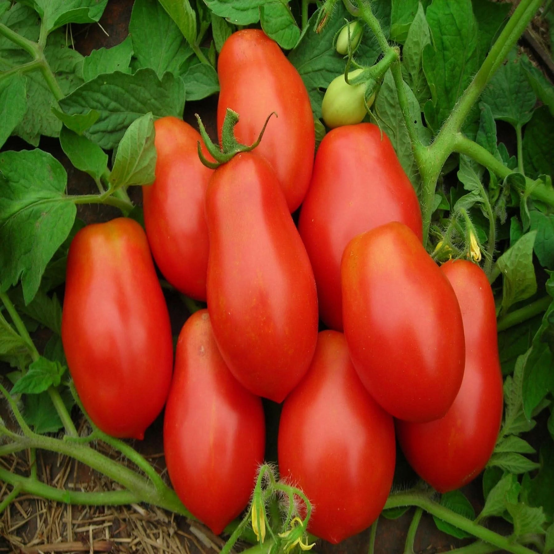 Roma VF Tomato Solanum lycopersicum for planting in vegetable patch