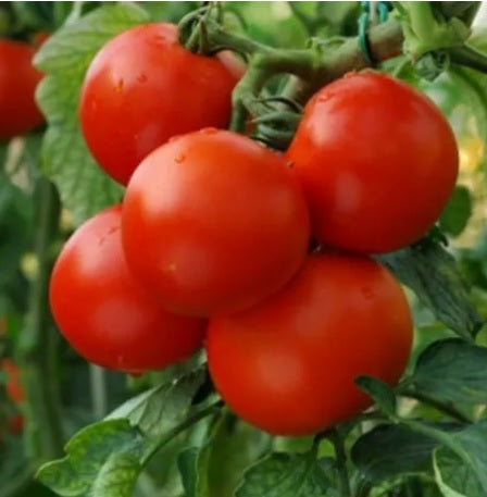 Tomato Round heirloom non-GMO organic garden seeds