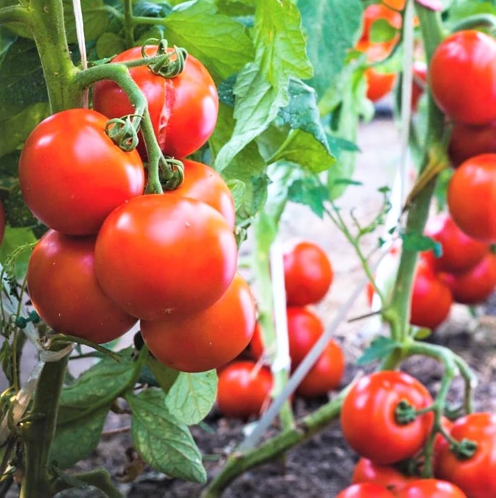 Agro Hybrid Tomato Seeds with high germination for home and market growers