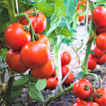 Agro Hybrid Tomato Seeds with high germination for home and market growers