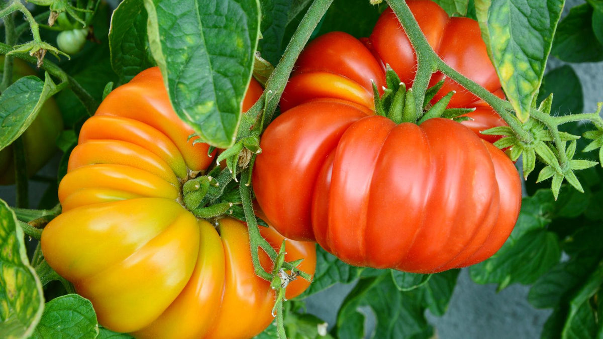 Tomato seeds Caribe heirloom rich flavor tropical growing