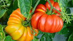 Tomato seeds Caribe heirloom rich flavor tropical growing
