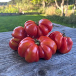 Ribbed Italian tomato seeds Costoluto Genovese high germination