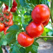 Tomato Seeds for Home Gardening, 100 Pcs pcs - Dharaseeds
