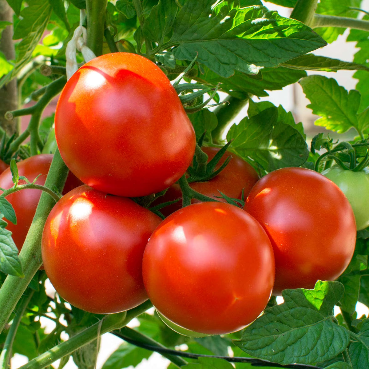 Tomato seeds for planting Arkansas Traveler variety for outdoor gardens