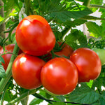 Tomato seeds for planting Arkansas Traveler variety for outdoor gardens