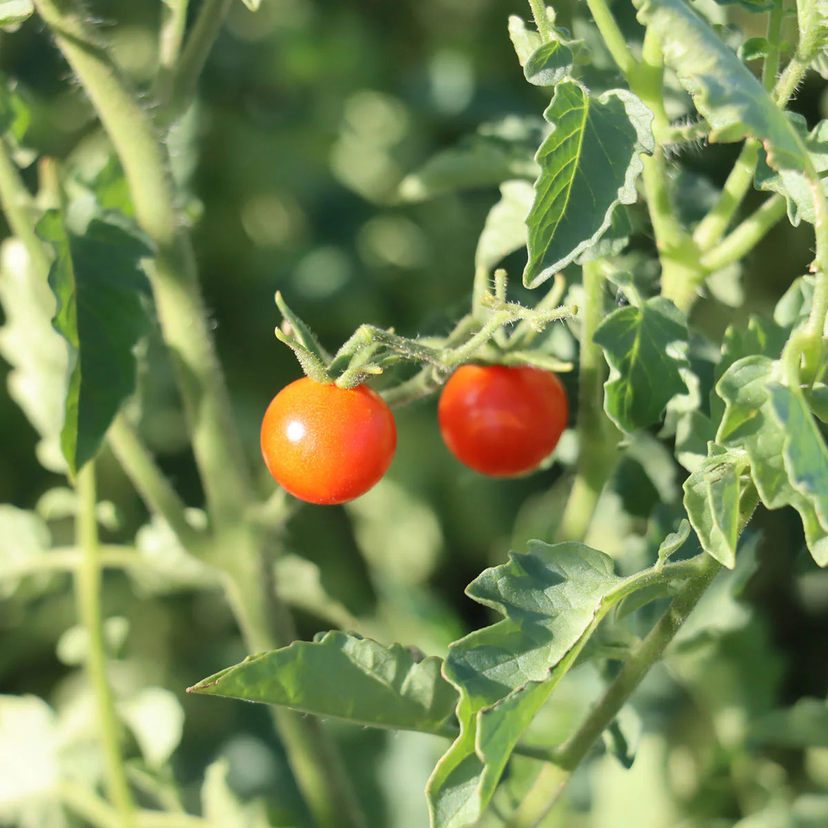 tomato seeds mexican silly for outdoor planting and kitchen gardens