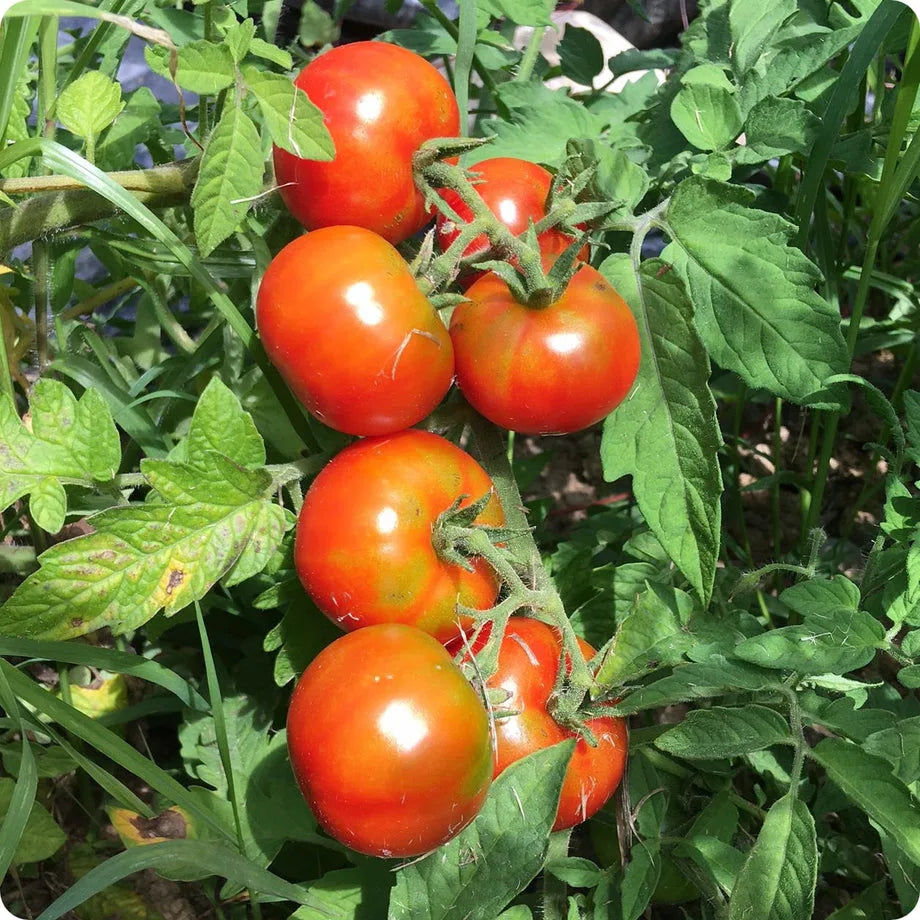 Tomato seeds Phoenix Hybrid for home garden growing