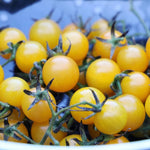 indeterminate yellow grape tomato seeds for home gardening