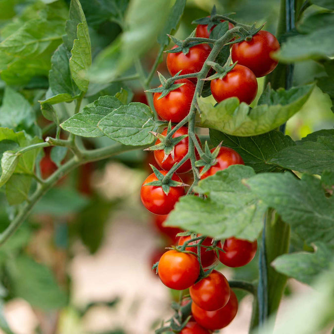 Tomato Seeds - Small Red Cherry