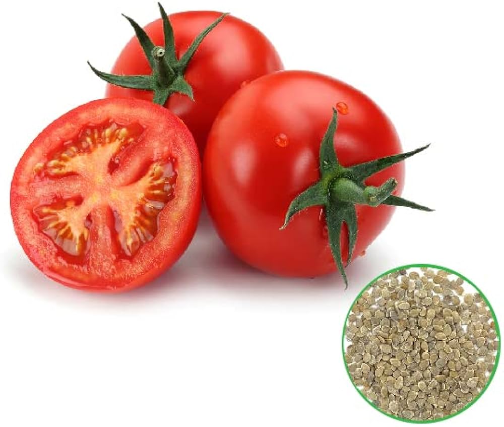 Tomato Solanum lycopersicum fantastic variety seeds for planting in home vegetable garden or grow containers - Dharaseeds