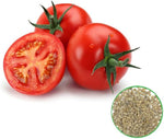 Tomato Solanum lycopersicum fantastic variety seeds for planting in home vegetable garden or grow containers - Dharaseeds
