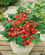 Tomato Solanum Lycopersicum Mini Vegetable Seeds for Planting – Small Variety for Indoor Pots and Patio Growing - Dharaseeds