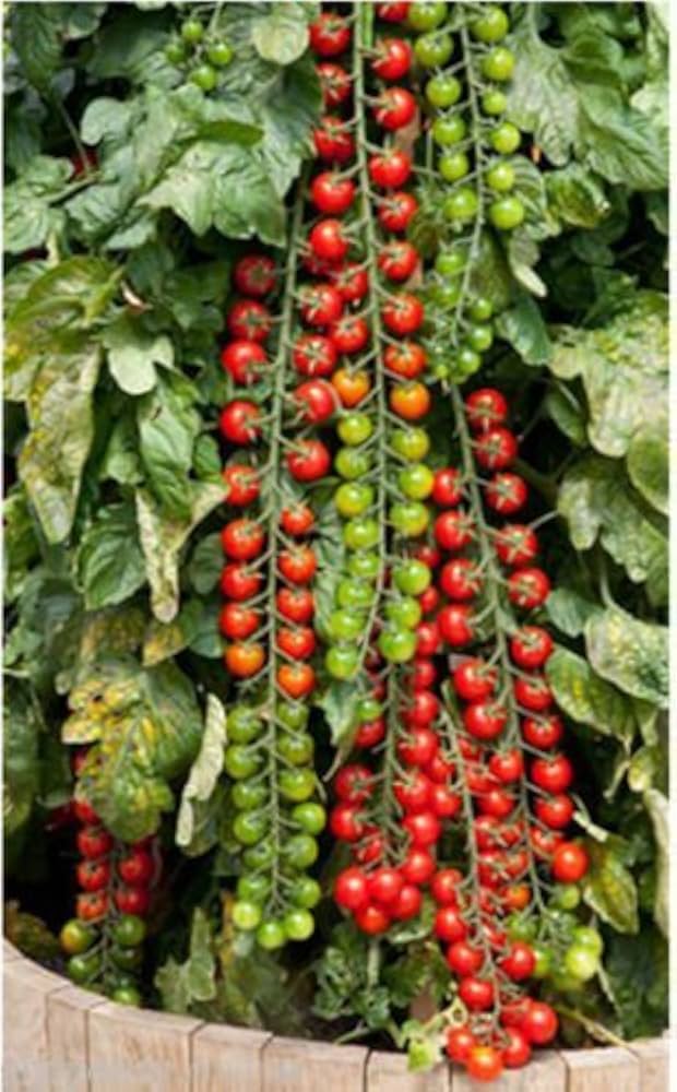 Tomato Solanum Lycopersicum Mini Vegetable Seeds for Planting – Small Variety for Indoor Pots and Patio Growing - Dharaseeds