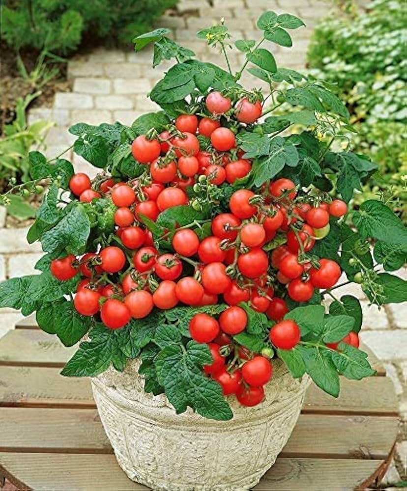 Tomato Solanum Lycopersicum Mini Vegetable Seeds for Planting – Small Variety for Indoor Pots and Patio Growing - Dharaseeds