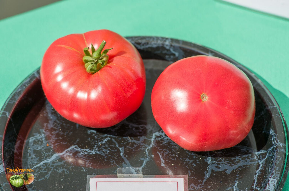 Tomato Solanum Lycopersicum Rebel Yell Vegetable Seeds for Planting – Unique Heirloom Tomato for Backyard Gardens - Dharaseeds