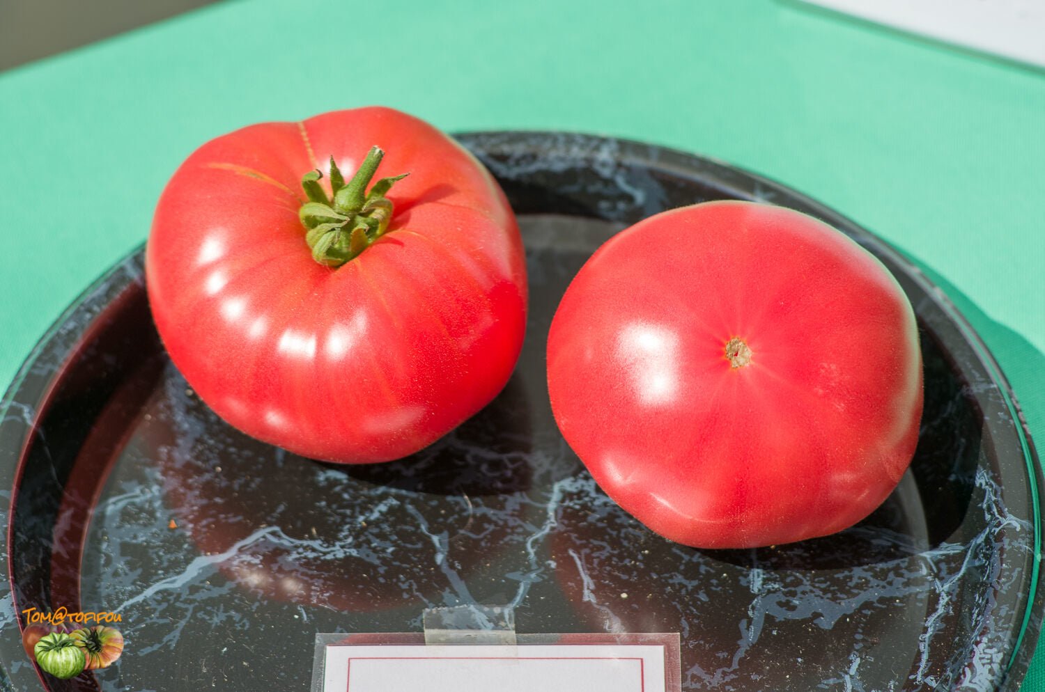 Tomato Solanum Lycopersicum Rebel Yell Vegetable Seeds for Planting – Unique Heirloom Tomato for Backyard Gardens - Dharaseeds
