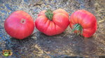 Tomato Solanum Lycopersicum Rebel Yell Vegetable Seeds for Planting – Unique Heirloom Tomato for Backyard Gardens - Dharaseeds