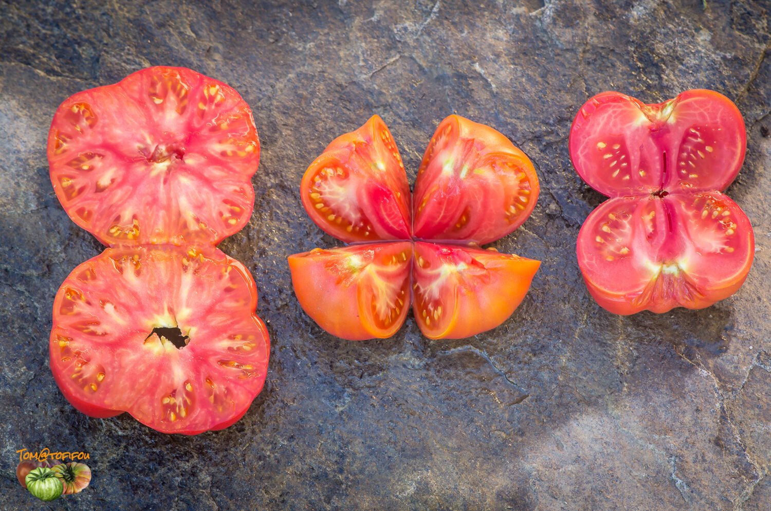 Tomato Solanum Lycopersicum Rebel Yell Vegetable Seeds for Planting – Unique Heirloom Tomato for Backyard Gardens - Dharaseeds