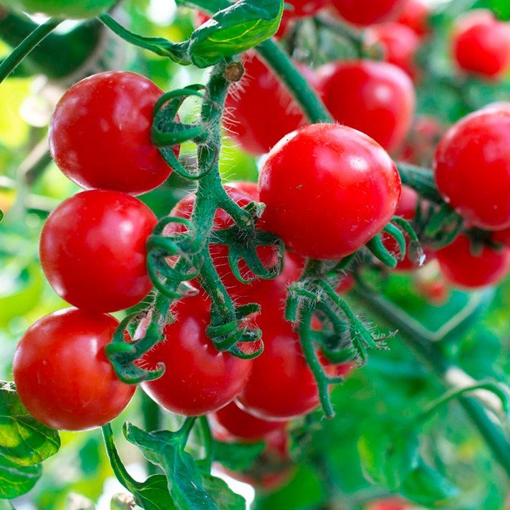 Tomato Solanum Lycopersicum Small Round Rose Red Cherry Vegetable Seeds for Planting – Sweet and Juicy for Home Garden - Dharaseeds