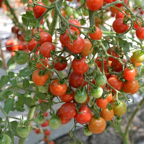 Tomato Solanum Lycopersicum Small Round Rose Red Cherry Vegetable Seeds for Planting – Sweet and Juicy for Home Garden - Dharaseeds