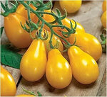 Tomato Solanum Lycopersicum Yellow Pear Fruit Seeds for Planting – Heirloom Variety for Home Garden and Salad Use - Dharaseeds