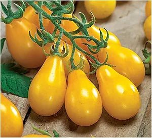 Tomato Solanum Lycopersicum Yellow Pear Fruit Seeds for Planting – Heirloom Variety for Home Garden and Salad Use - Dharaseeds