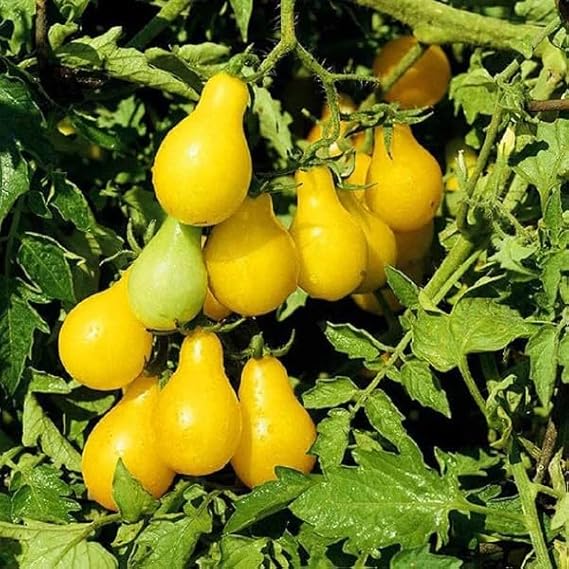 Tomato Solanum Lycopersicum Yellow Pear Fruit Seeds for Planting – Heirloom Variety for Home Garden and Salad Use - Dharaseeds