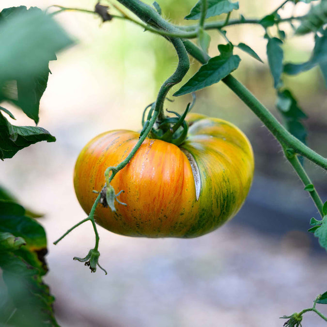 Tomato Seeds - Striped German