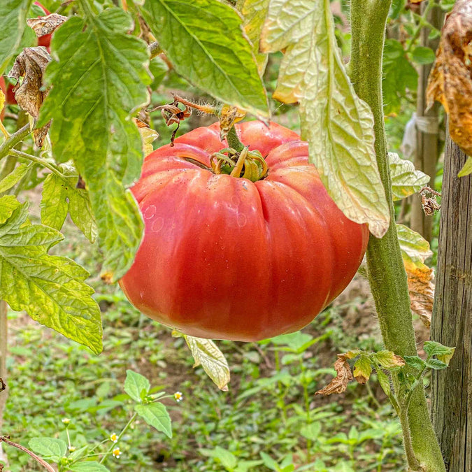 Tomato Seeds - Supersteak Hybrid