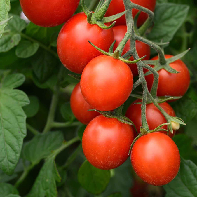 Tomato Seeds - Tidy Treats