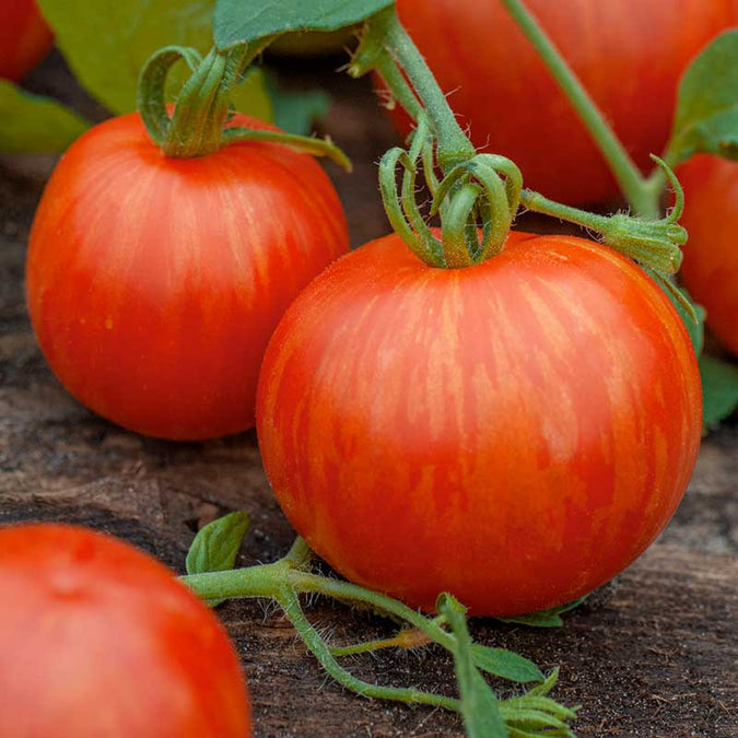 Tomato Seeds - Tigerella