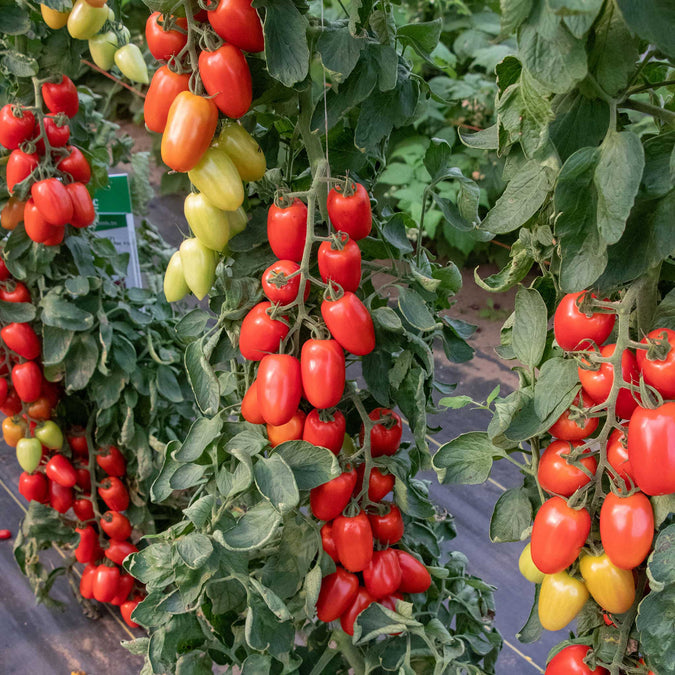 Tomato Seeds - Trutti-Fruiit Paprika F1