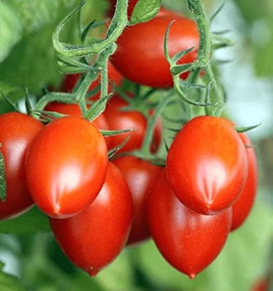tomato viva italia seeds germination and plant growth guide