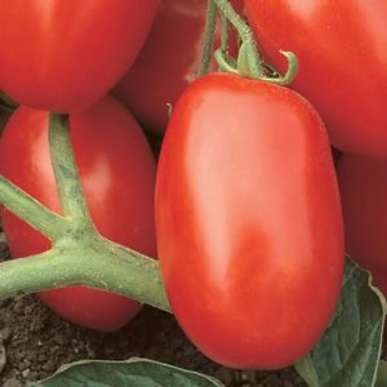 high yield tomato viva italia seeds for gardeners