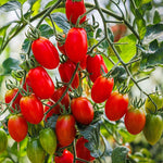 tomato viva italia seeds for home garden planting
