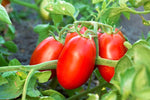 tomato viva italia plant care tips for high yield gardening