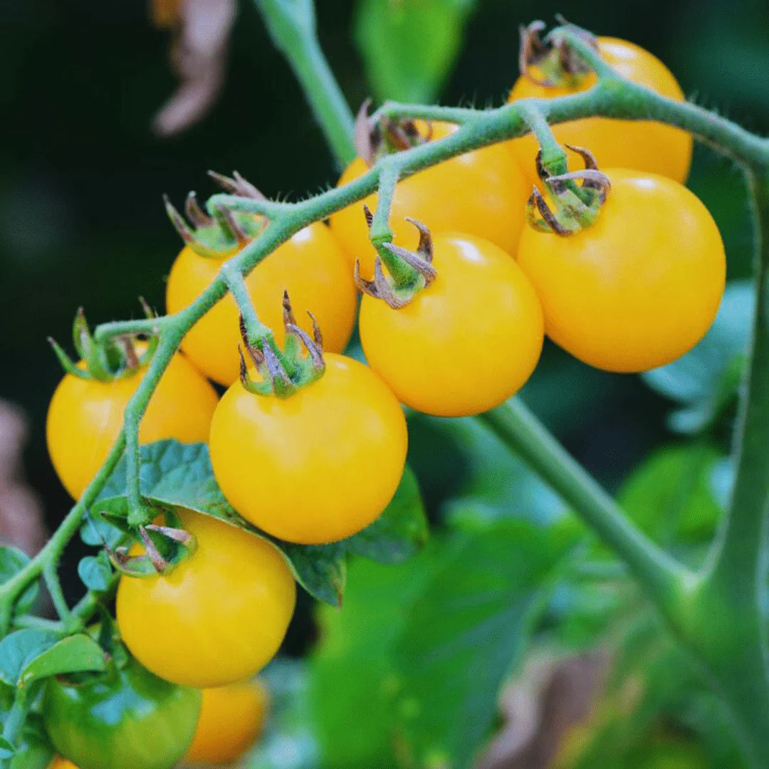 yellow grape tomato seeds suitable for indoor and outdoor planting