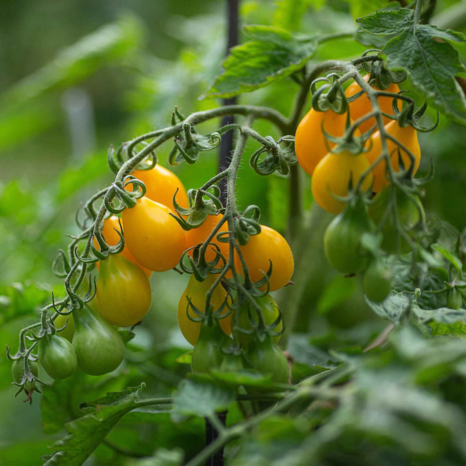 Tomato Seeds - Yellow Pear