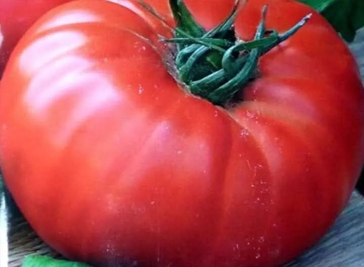 Light Red Gaint Tomato Seeds for Planting