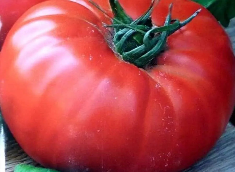 Tomato Solanum Lycopersicum Red Giant Vegetable Seeds for Planting – Large Fruit Variety for Backyard Garden and Slicing