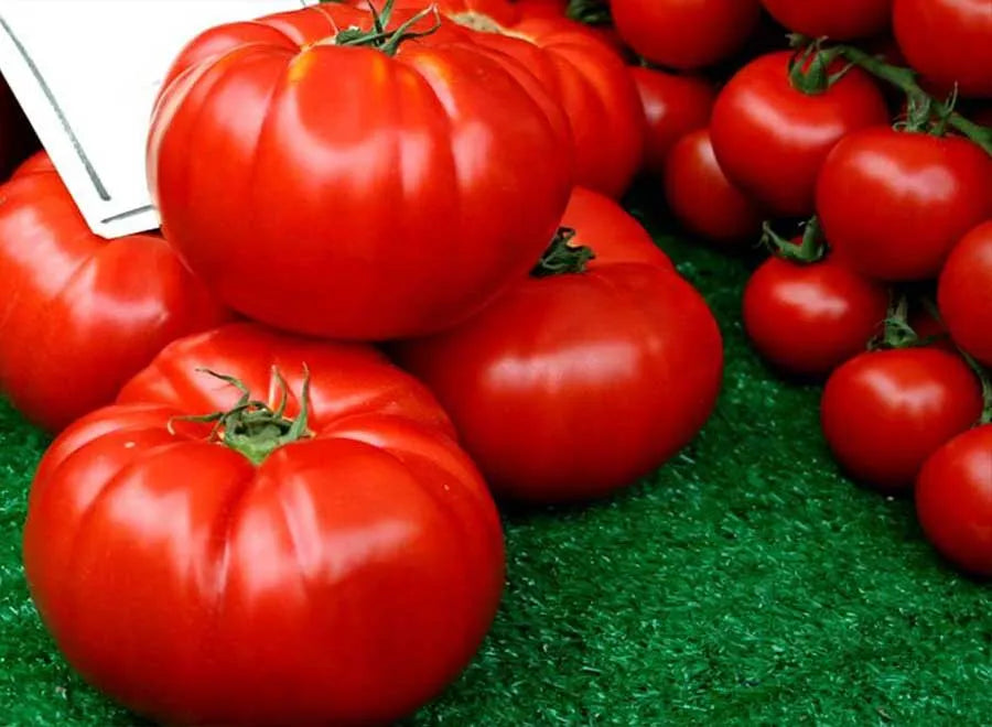 Tomato Solanum Lycopersicum Red Giant Vegetable Seeds for Planting – Large Fruit Variety for Backyard Garden and Slicing