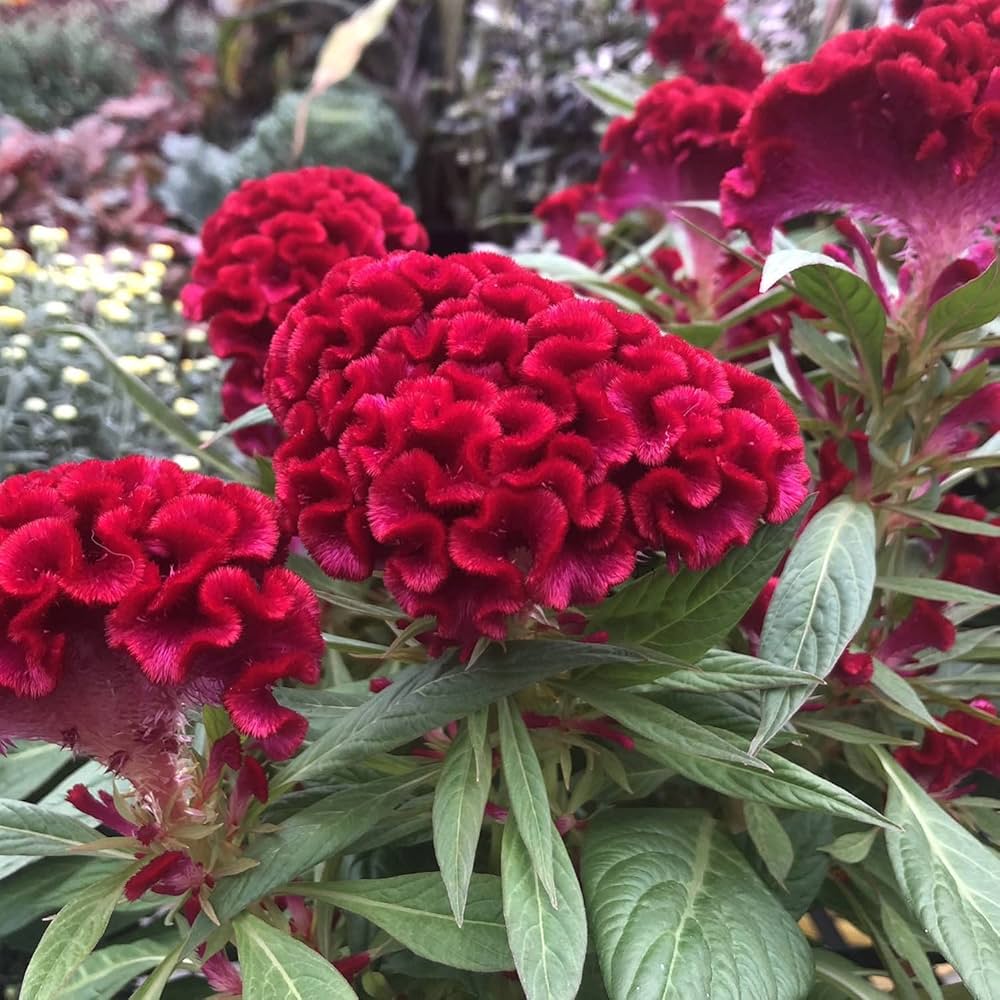 Toreador Cockscomb Celosia Flower Seeds – Intense Red Blooms with Unique Texture - Dharaseeds