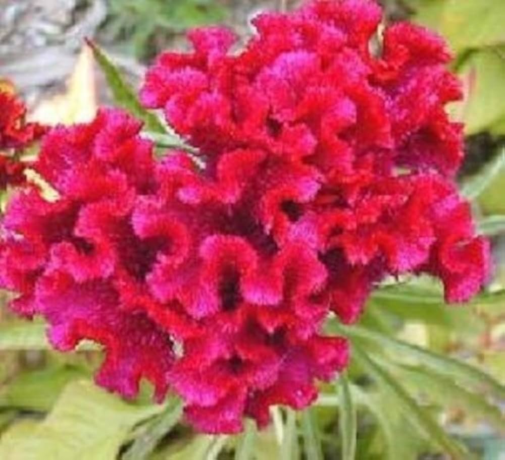 Toreador Cockscomb Celosia Flower Seeds – Intense Red Blooms with Unique Texture - Dharaseeds