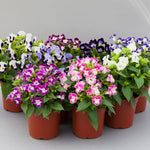 Torenia Kauai Imported heirloom non-gmo garden seeds