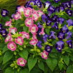 Torenia Duches Imported heirloom non-gmo organic garden seeds