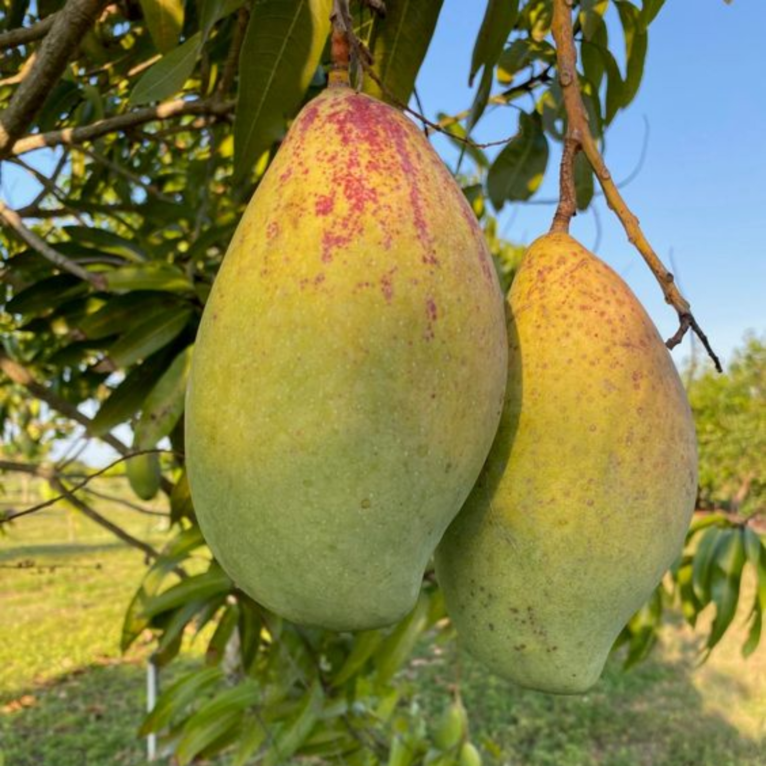 Totapuri Mango – Sweet, Juicy, and Refreshing Tropical Delight