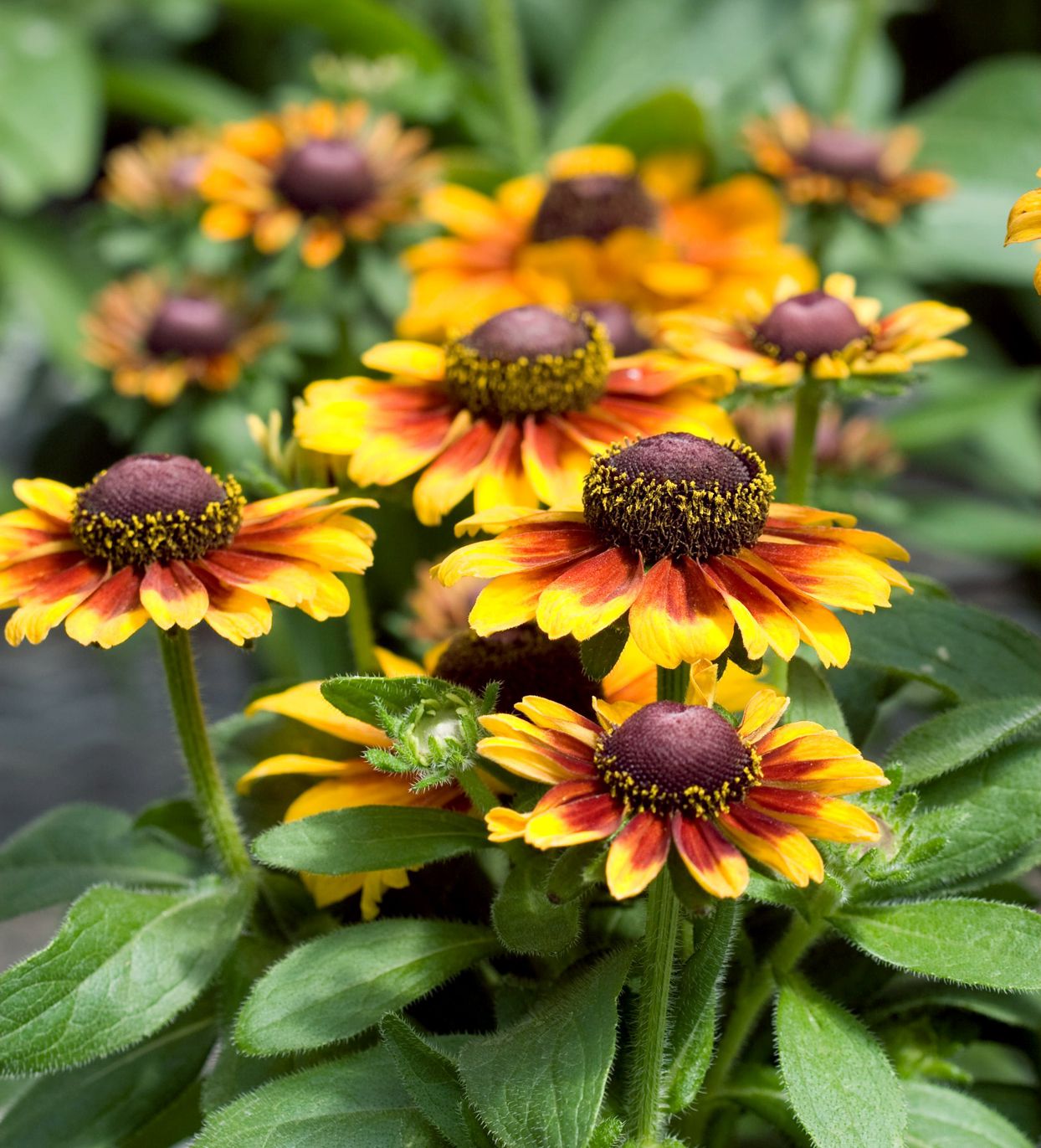 Black Eyed Susan & Helenium Moerheim Beauty Bulbs Collection