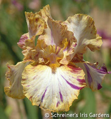 Toucan Tango Tall Bearded Iris