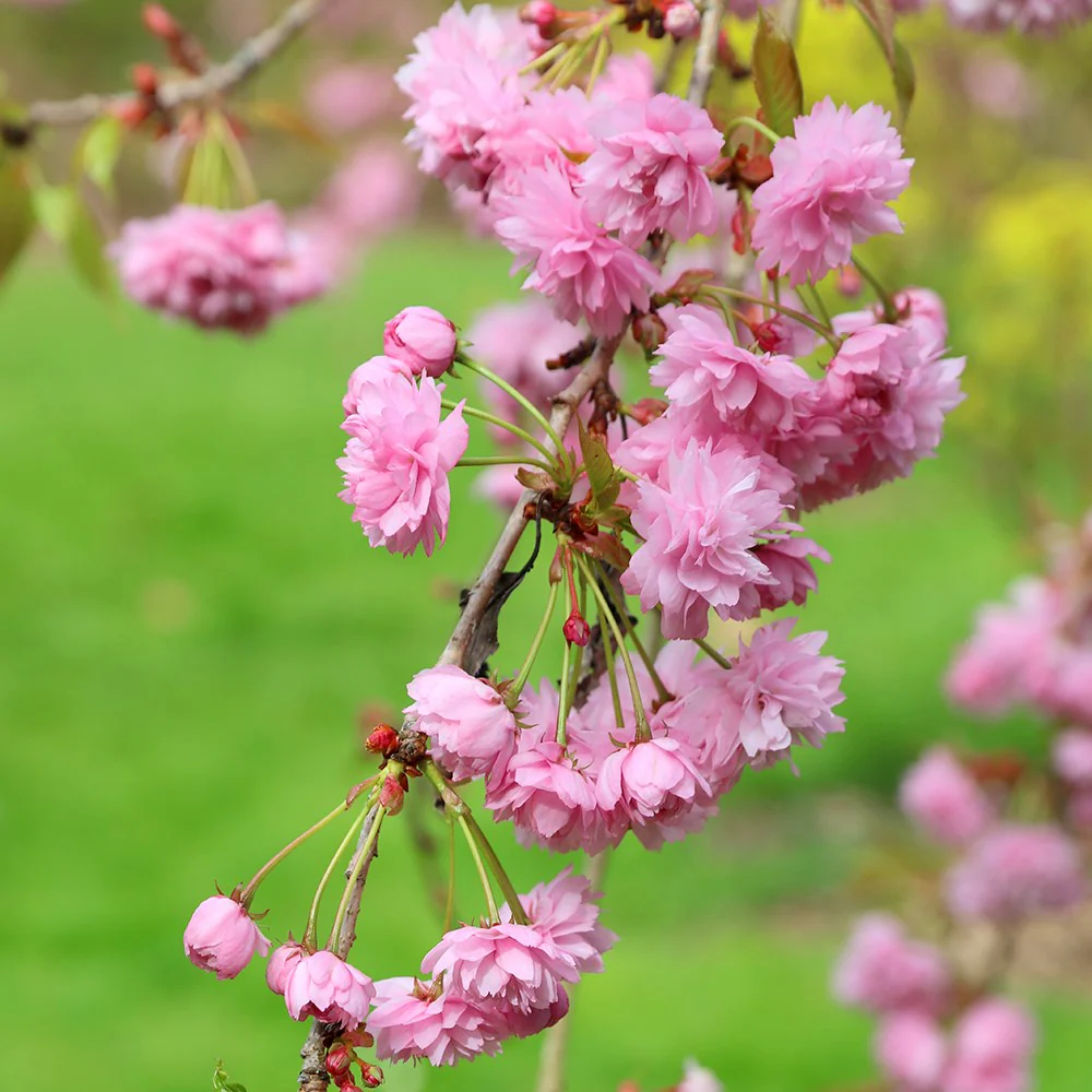 Weeping Pink Cherry Tree Prunus pendula Seeds for Planting Japanese garden